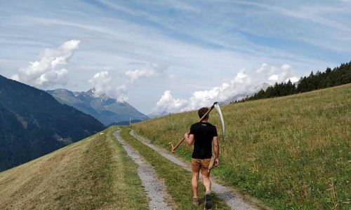 Almheu von steilen Tiroler Bergwiesen von ALMUT von Wildheim Almheu von steilen Tiroler Bergwiesen von ALMUT von Wildheim