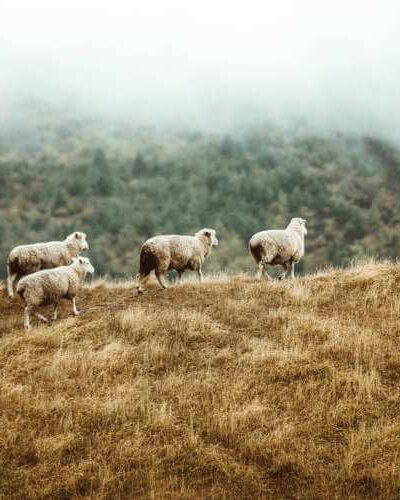 Schaf Wolle ALMUT_taylor-brandon Schaf Wolle ALMUT_taylor-brandon