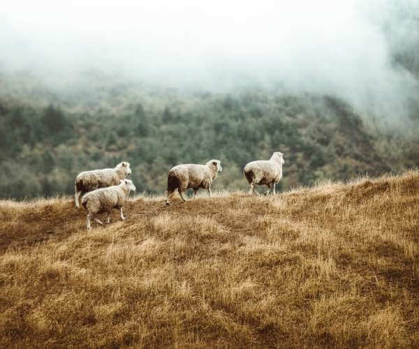 Schaf Wolle ALMUT_taylor-brandon